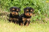 YORKSHIRE TERRIER 588